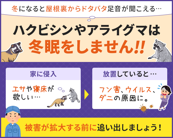 ハクビシンやアライグマは冬眠をしません。