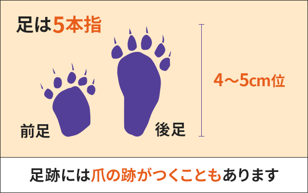 足跡
