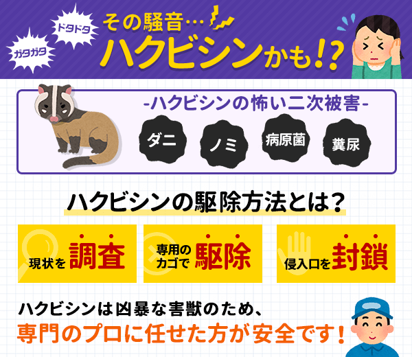 その騒音、ハクビシンかも。二次被害もあるので、専門のプロに駆除を任せたほうが安全です