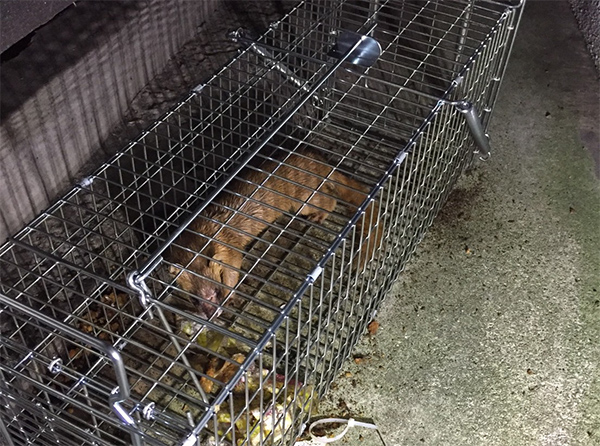 捕獲した害獣