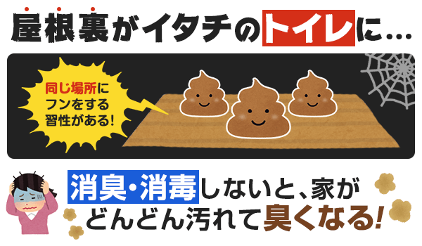 イタチは同じ場所にフンをする習性があるので、屋根裏がイタチのトイレになっていることがあります。消臭・消毒しないと、家がどんどん汚れて臭くなります。