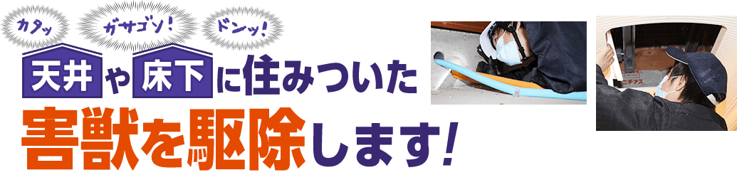 天井や床下に住みついた害獣を駆除します。