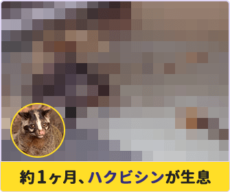 約1ヶ月、ハクビシンが生息
