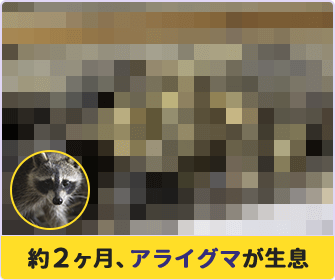 約2ヶ月、アライグマが生息