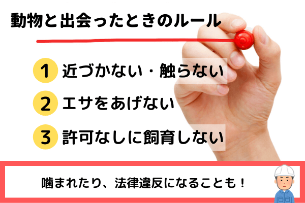 野生動物と出会ったときのルール