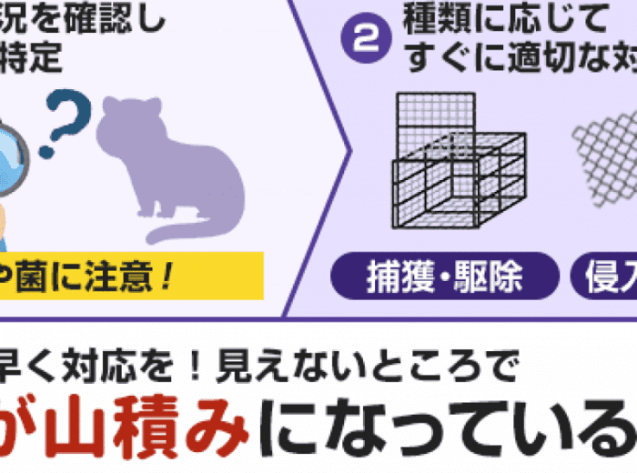 屋根裏 天井裏 に動物がいます どの動物なのでしょうか 対策法は