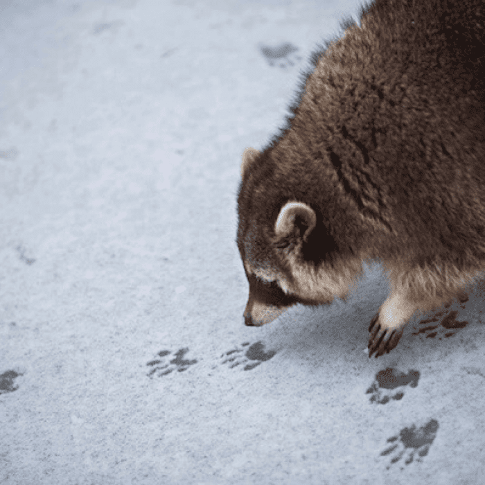 住宅街でよく見る動物はハクビシン タヌキ 害獣は足跡で見分ける