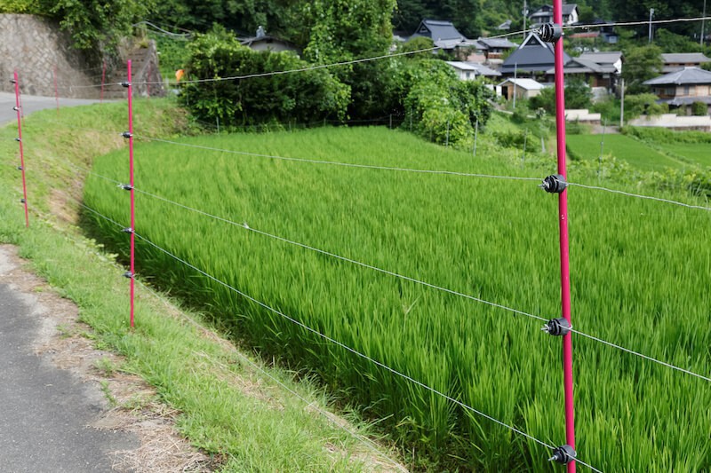 害獣駆除の補助金は何円もらえる 補助金をもらう仕組みや手順をご紹介