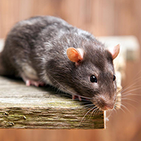 屋根裏のフンは あの動物 だった 糞からわかる動物とその被害